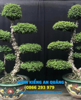 MAI CHIẾU THỦY ( Kiểng Cổ )