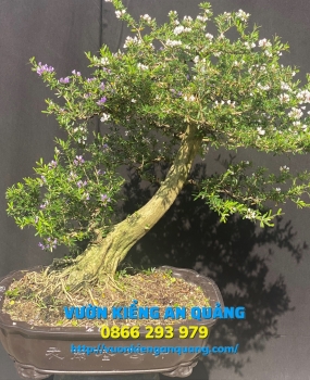 LINH SAM BONSAI 02 ( 2 Màu )