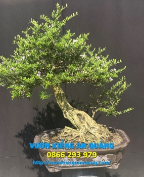 LINH SAM BONSAI 03 ( 2 Màu )