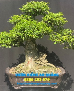 MAI CHIẾU THỦY ( NU DA ĐEN )