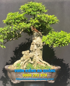 MAI CHIẾU THỦY ( NU DA ĐEN 01 + 02 )