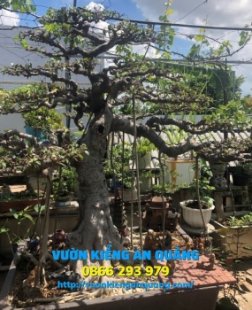 Cây Xanh ( Nam Điền 3 )