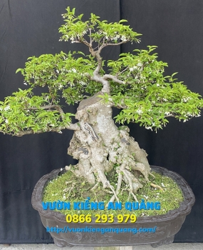 MAI CHIẾU THỦY 05