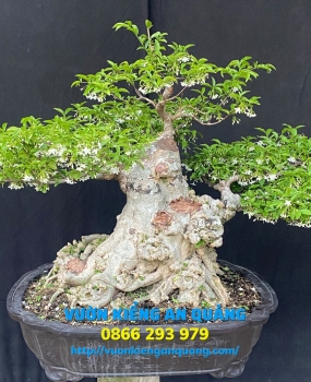 MAI CHIẾU THỦY 06