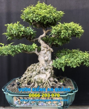 MAI CHIẾU THỦY