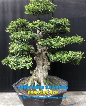 MAI CHIẾU THỦY 04