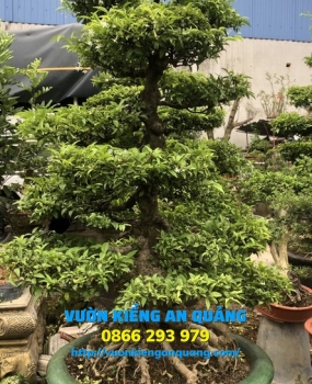 MAI CHIẾU THỦY ( Tứ Diện )