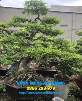 MAI CHIẾU THỦY ( Cổ Thụ )