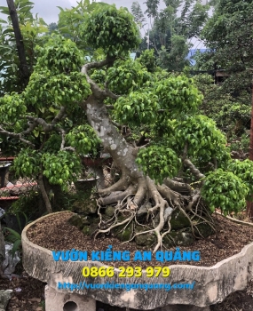 Cây Xanh ( Nam Điền 1 )