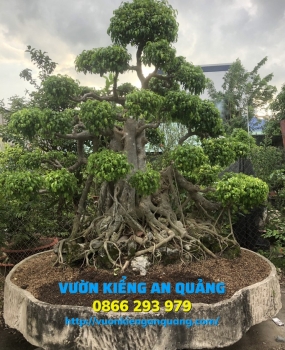 Cây Xanh ( Nam Điền )
