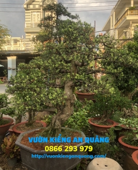Cây Tùng ( La Hán Tùng ) 02