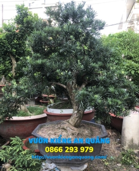 Cây Tùng ( La Hán Tùng ) 01