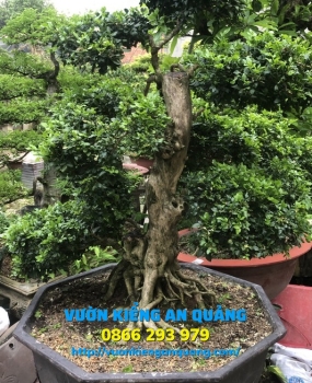 Cây Nguyệt Quế 01