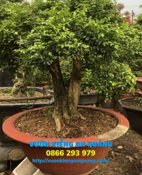 Cây Nguyệt Quế 02
