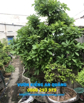 Cây Lộc Vừng 01