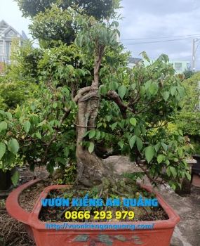 CÂY KHẾ GÂN BONSAI