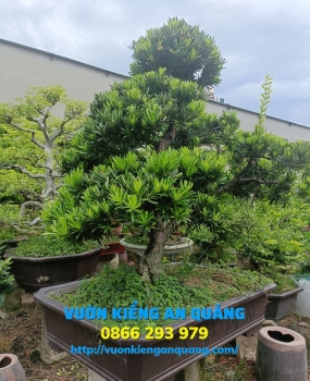 Cây Tùng ( La Hán Tùng ) 04