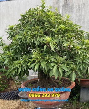 Cây Lê Ki Ma ( Trứng Gà )