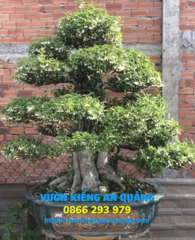 Mai Chiếu Thủy Đa Đen Lá Lớn
