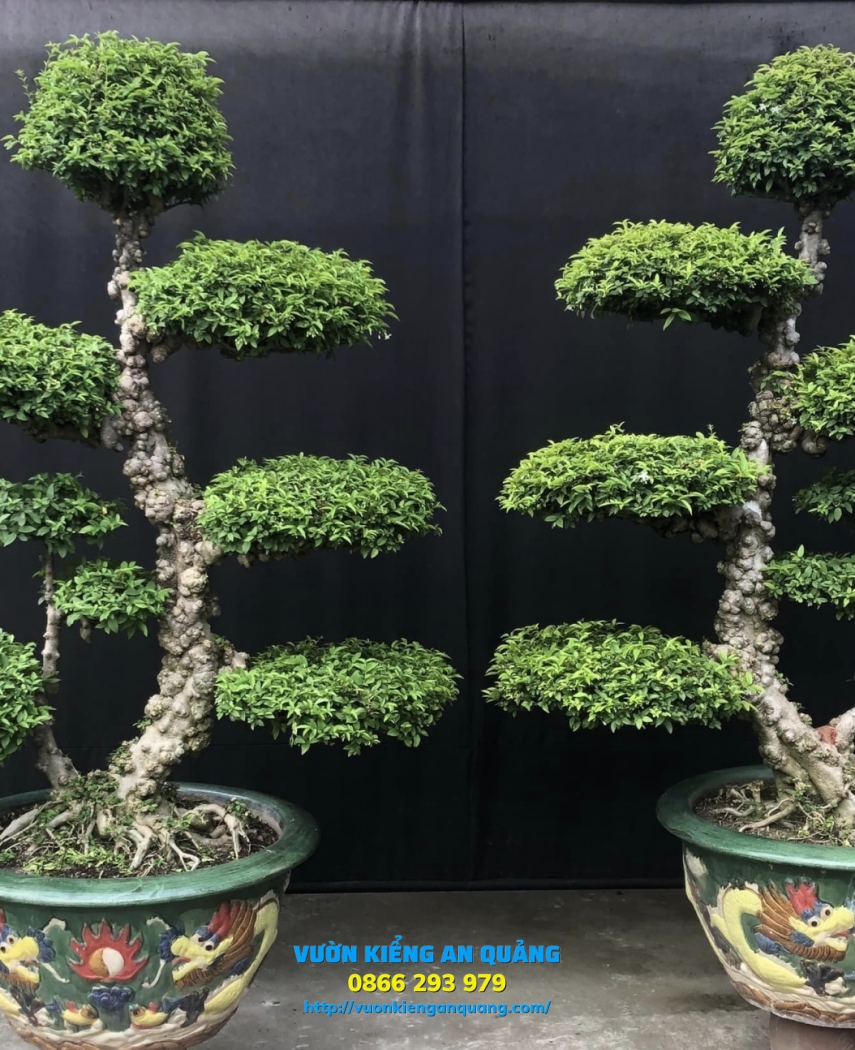 MAI CHIẾU THỦY ( Kiểng Cổ )