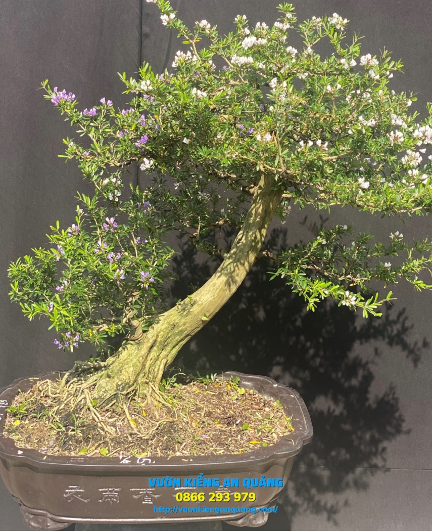 LINH SAM BONSAI 02 ( 2 Màu )