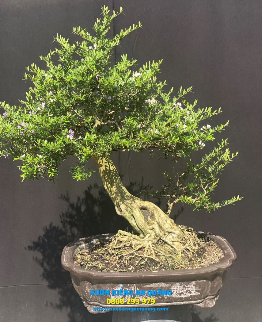 LINH SAM BONSAI 03 ( 2 Màu )