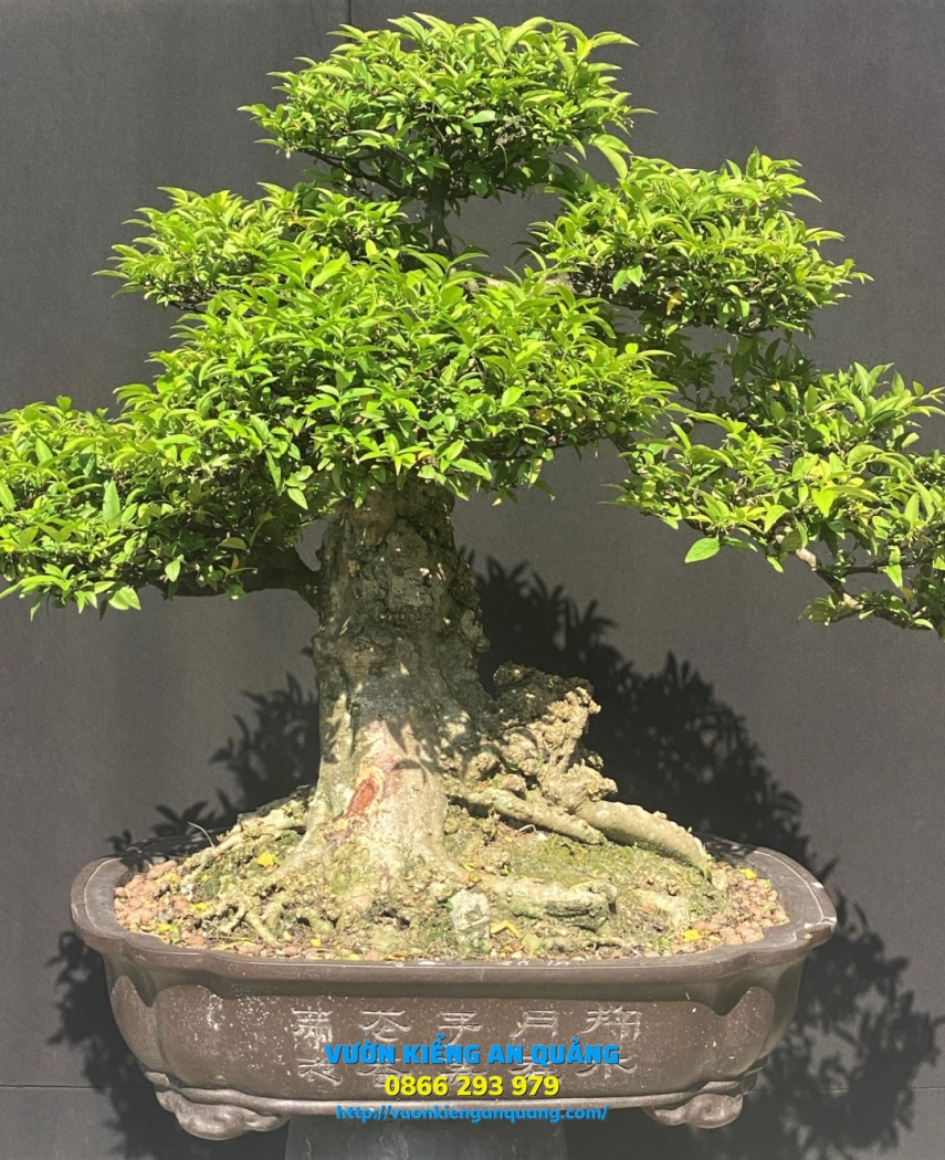 MAI CHIẾU THỦY ( NU DA ĐEN  )