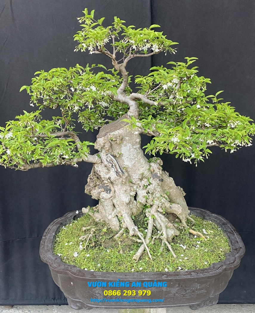 MAI CHIẾU THỦY 05