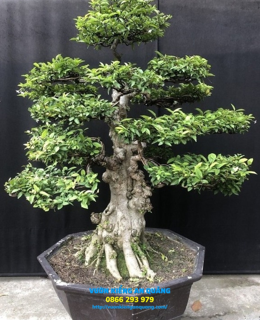 MAI CHIẾU THỦY 04