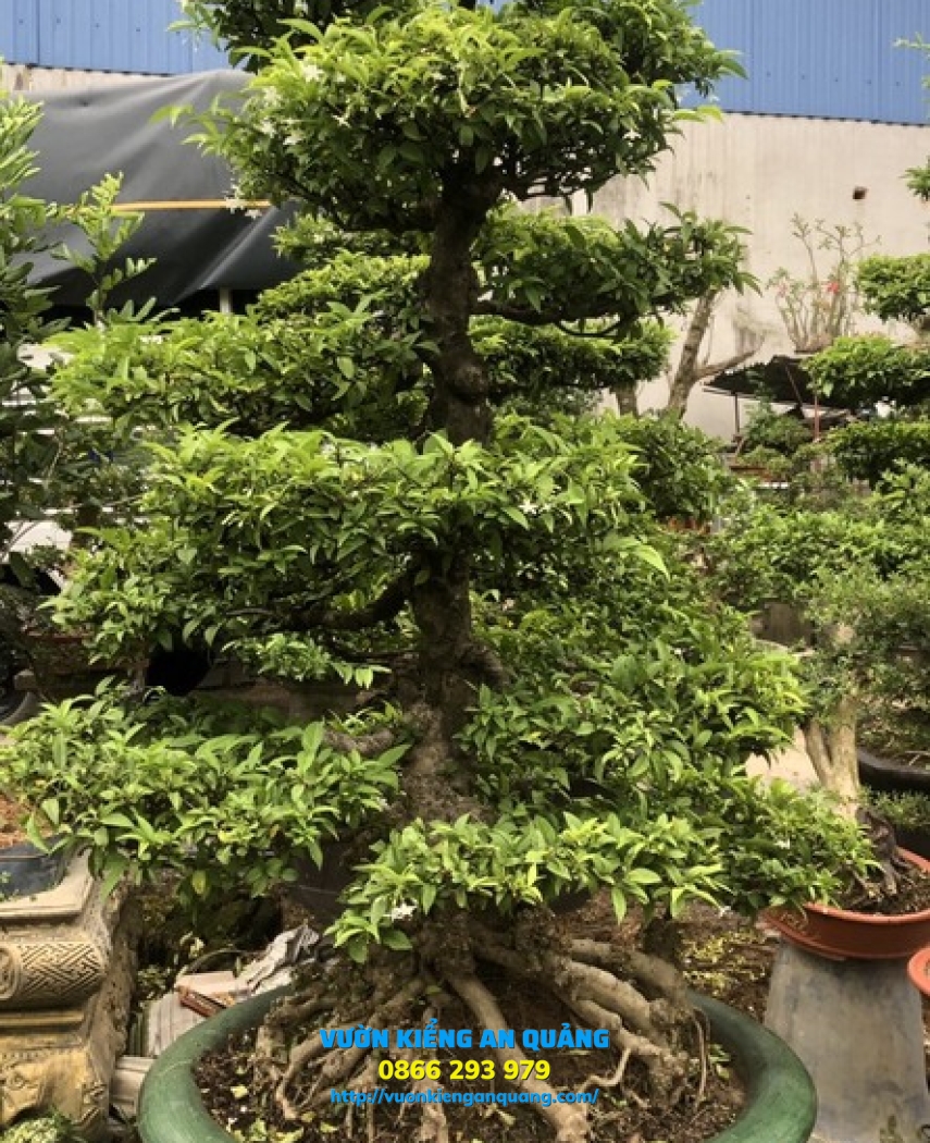 MAI CHIẾU THỦY ( Tứ Diện )