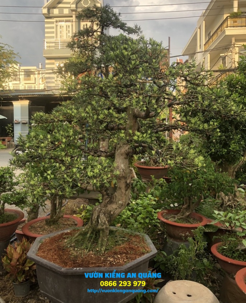 Cây Tùng ( La Hán Tùng ) 02