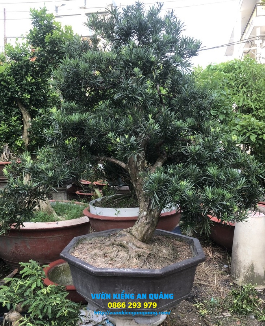 Cây Tùng ( La Hán Tùng ) 01