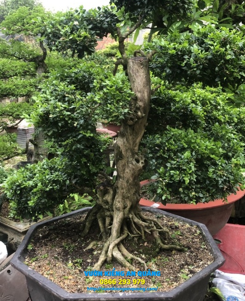 Cây Nguyệt Quế 01