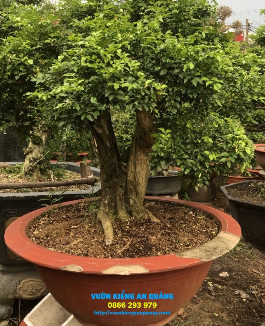 Cây Nguyệt Quế 02