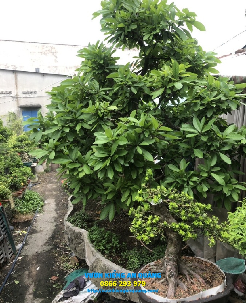 Cây Lộc Vừng 01