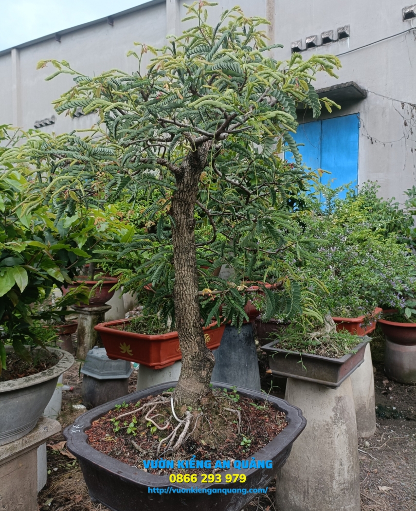 CÂY ME THÁI 