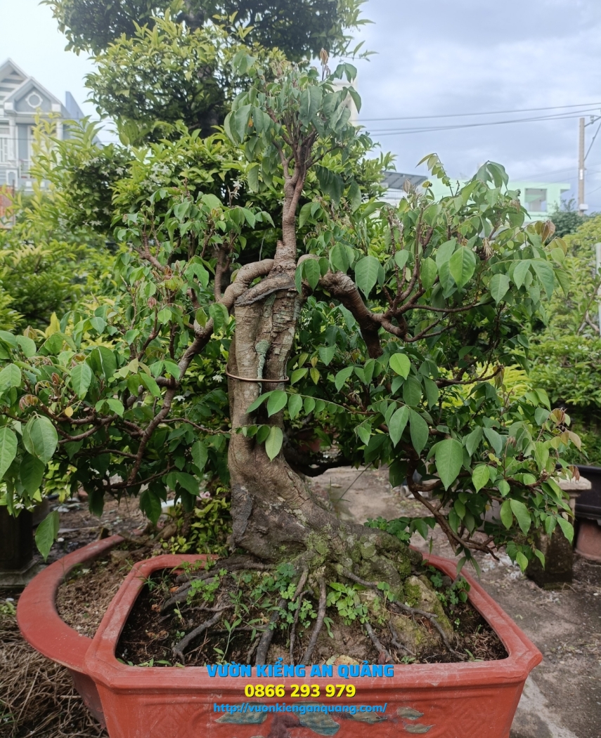 CÂY KHẾ GÂN BONSAI