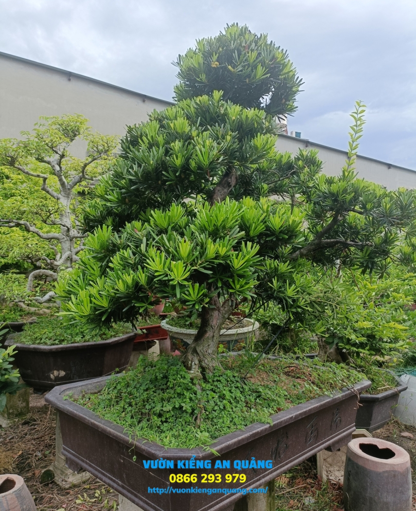 Cây Tùng ( La Hán Tùng ) 04