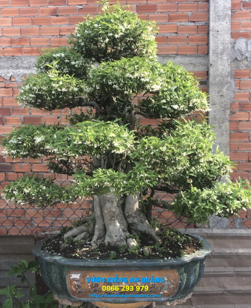 Mai Chiếu Thủy Đa Đen Lá Lớn